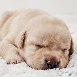 Labrador Retriever Puppies from Eternity Labradors