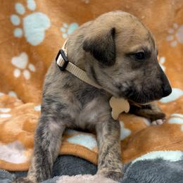 Oliver - Fawn brindle male Whippet puppy in West Plains, Missouri from Sycamore Ridge Puppies