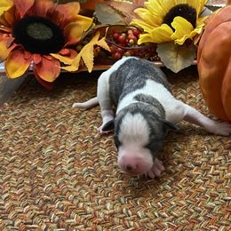 Girl 1 - Fawn brindle Whippet puppy in Williamsport, Pennsylvania from Willowisp Whippets