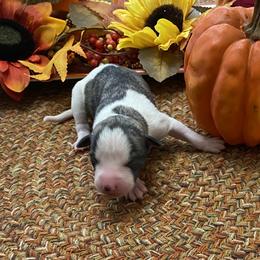 Girl 1 - Fawn brindle Whippet puppy in Williamsport, Pennsylvania from Willowisp Whippets