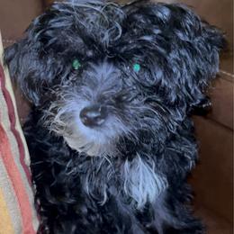 Bailey (Rare Korean Morkie) - Black male Morkie puppy in Atlanta, Georgia from Cocktail Puppies