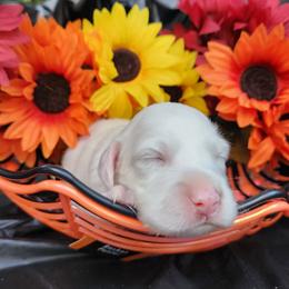 Boy 1 - White male Llewellin Setter puppy in North Dinwiddie, Virginia from Pups Furever
