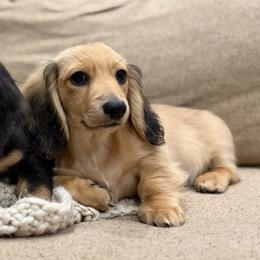 Denver - Cream male Dachshund puppy in Baton Rouge, Louisiana from Bayou d’ Elara Dachshunds