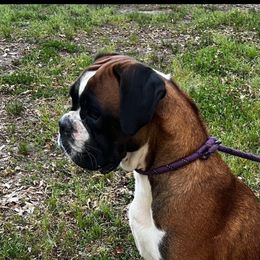 Reese - Boxer