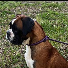 Reese - Boxer