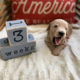Theo aka Red Collar - Apricot male Goldendoodle puppy in Portland, Tennessee from Happy_Tails_by_TJ
