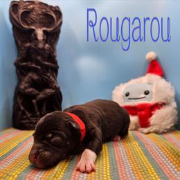 Rougarou - Black and white male Rat Terrier puppy in Lynn, Alabama from Cryptic Rat Terriers