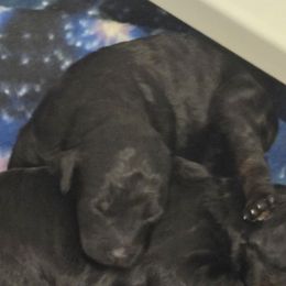 Boy 3 - Phantom male Poodle puppy in Edgerton, Wisconsin from ERSA Acres Golden Retrievers...limited registration only offered, AKC Moyen and Miniature Poodles