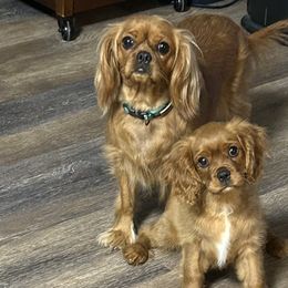 Cavalier King Charles Spaniels from Ruby’s Coastal Cavaliers