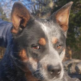 Honesty - Australian Cattle Dog
