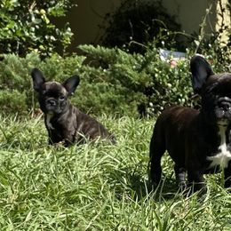 French Bulldog and Pomeranian Puppies from Legendary French Bulldogs