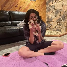 "Lots of visitors" Australian Shepherd Puppies from Mezzo Australian Shepherds