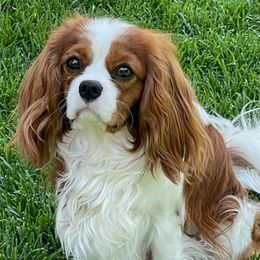 Cavalier King Charles Spaniels from Sweettalk Cavaliers