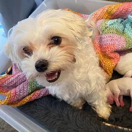 Sugar - Maltese