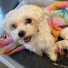Sugar - Maltese