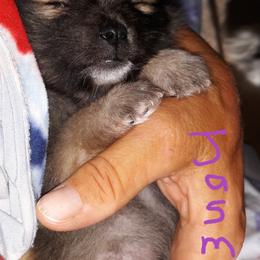 Pomeranian Puppies from Tonia's Pomeranians