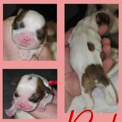 Cavatzu Puppies from Pulley Puppies