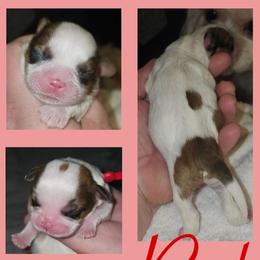 Cavatzu Puppies from Pulley Puppies