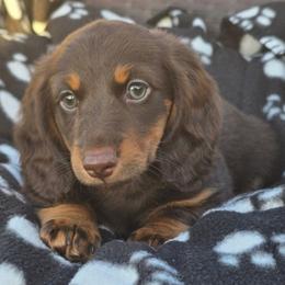 Rufio - Chocolate and tan male Dachshund puppy in Tucson, Arizona from Joplin's Hippo House