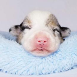 American Corgi and Pembroke Welsh Corgi Puppies from Whimsical Treasure Corgis