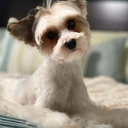 Jade - Yorkshire Terrier