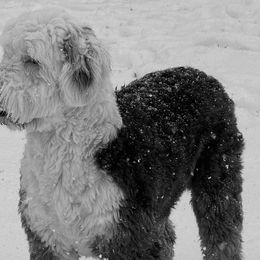 Brussels Griffons and Old English Sheepdogs from Amble Creek Old English Sheepdogs