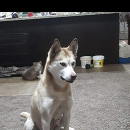 Rozelyn - Siberian Husky