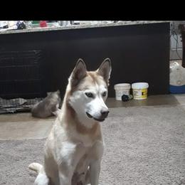 Rozelyn - Siberian Husky