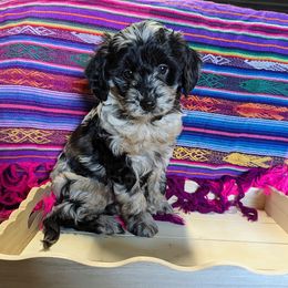 Aussiedoodle, Australian Shepherd, Bernedoodle, Cockapoo, and Poodle Puppies from Sis' Doodles & Poodles