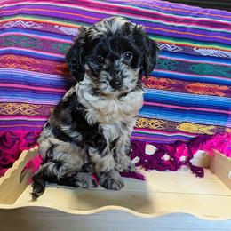 Aussiedoodle, Australian Shepherd, Bernedoodle, Cockapoo, and Poodle Puppies from Sis' Doodles & Poodles