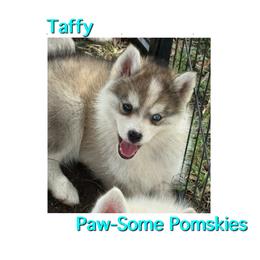 Taffy - Silver female Pomsky puppy in Krum, Texas from Paw-Some Pomskies