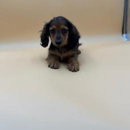 Aladdin - Wild boar and cream male Dachshund puppy in Porterville, California from Desert Dynasty