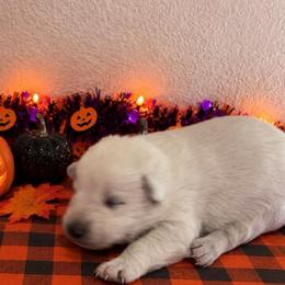 Green Collar Boy - White male German Shepherd puppy in Yuba City, California from Barton’s German Shepherds