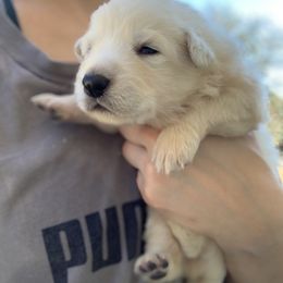 German Shepherd and White Shepherd Puppies from Scenic Creek German Shepherds
