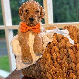 Orange - Apricot male Goldendoodle puppy in Ranger, Georgia from Muscadine Meadows Poodles and Doodles