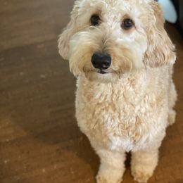 Ellie Mae - Goldendoodle