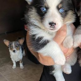 American Corgi and Pembroke Welsh Corgi Puppies from Chaotic Corgi’s