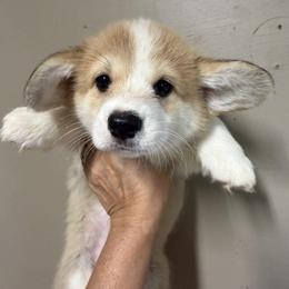 Pink Collar Female - Red female Pembroke Welsh Corgi puppy in Victoria, Texas from Clear Creek Corgis