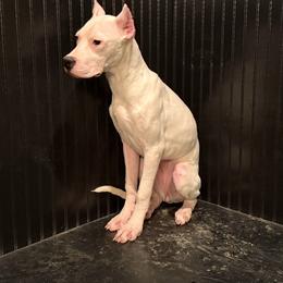 Pink - White female Dogo Argentino puppy in Powder Springs, Georgia from Primo Kennels