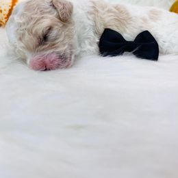 Kitkat. AKC. Clear - Parti male Poodle puppy in Nixa, Missouri from Family Poodles