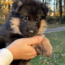 German Shepherd Puppies from Golden Ridge