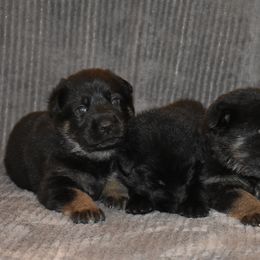 German Shepherd Puppies from Shepherds of Anarchy