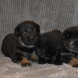 German Shepherd Puppies from Shepherds of Anarchy