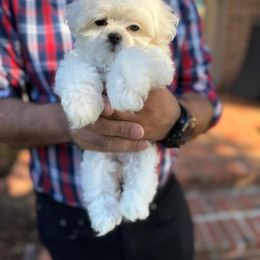 Hazel - White Maltese puppy in Franklin, Kentucky from Unicorn tiny Maltese puppies