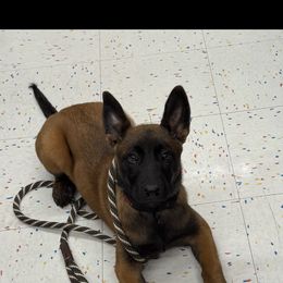 Belgian Malinois Puppies from Fromage Malinois