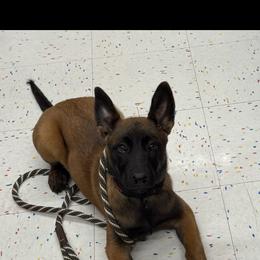 Belgian Malinois Puppies from Fromage Malinois