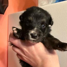 Sweet potato - Black tri-color female Australian Shepherd puppy in Altmar, New York from E&C Australian Shepherds