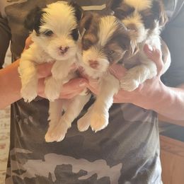 Yorkshire Terrier Puppies from Hidden Gems Parti Yorkies