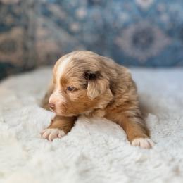 Strawberry Cheesecake - Red merle female Miniature Australian Shepherd puppy in Dayton, Washington from Rafter 22 Aussies