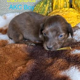 Yellow collar boy brindle - Brindle male Dachshund puppy in Statesville, North Carolina from Kmh Southern Dachshunds